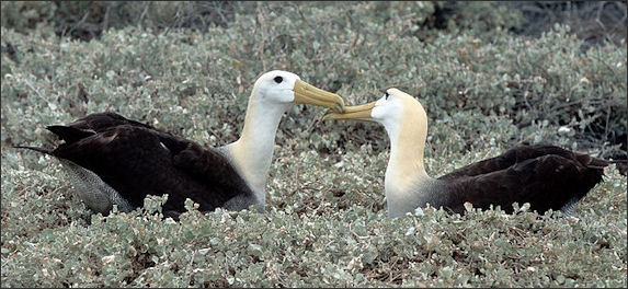 20120520-albatross waved Galapagos_Albatrosse-Espanola.jpg